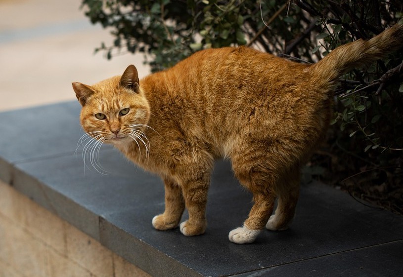Cat 7875498 1280