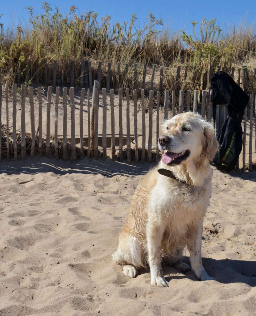 Retriever Strand